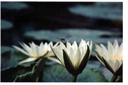 Water Lilies in Tower Grove Park